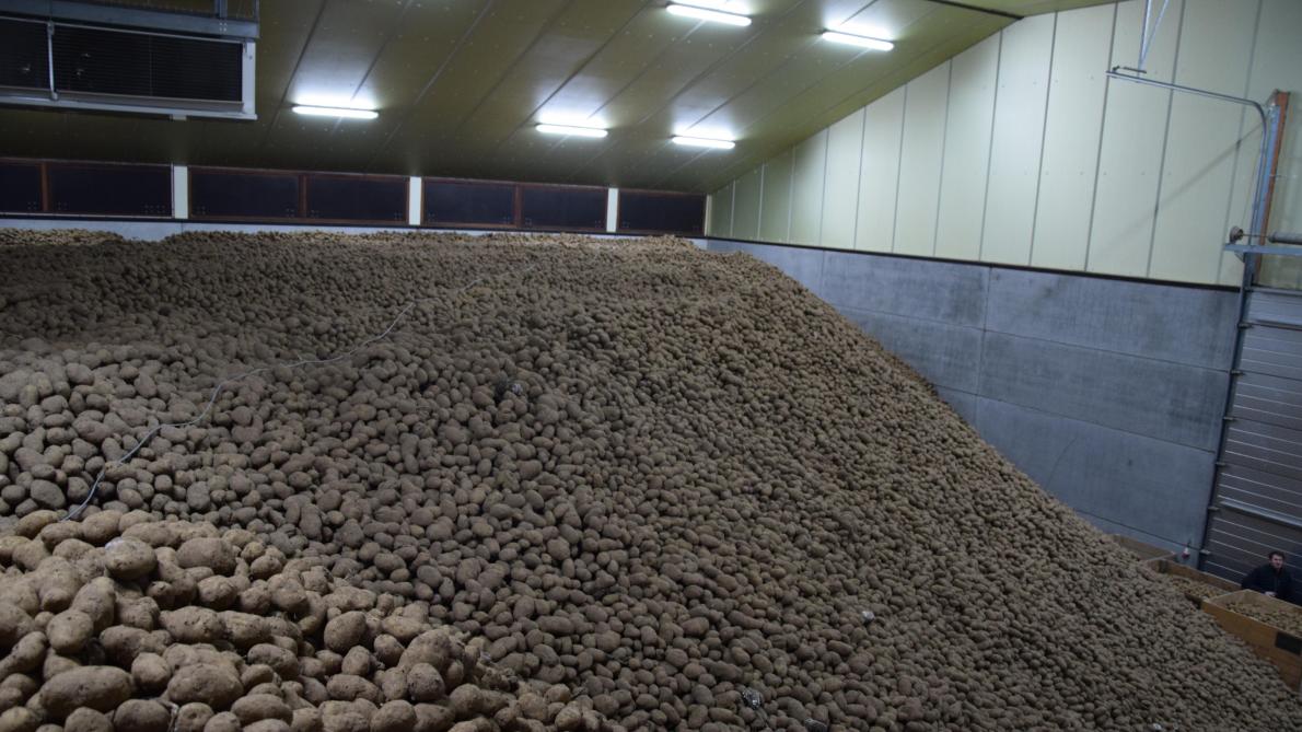 Stocks de pomme de terre: en février et mars, les hangars se sont vidés