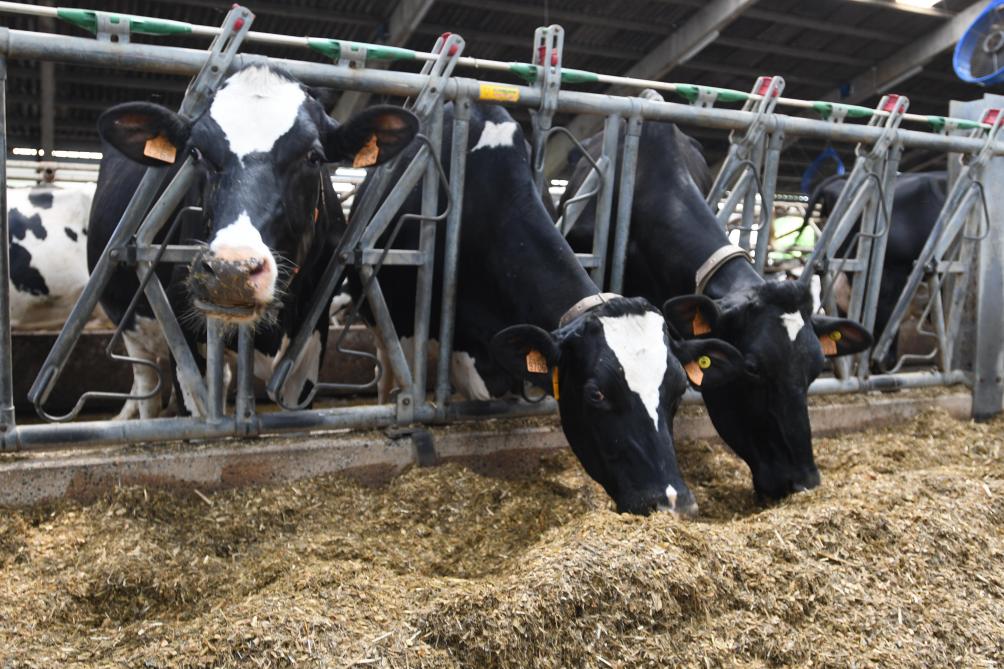 Le projet HappyMoo vise à quantifier le bien-être des vaches laitières  via l’analyse spectrale du lait.