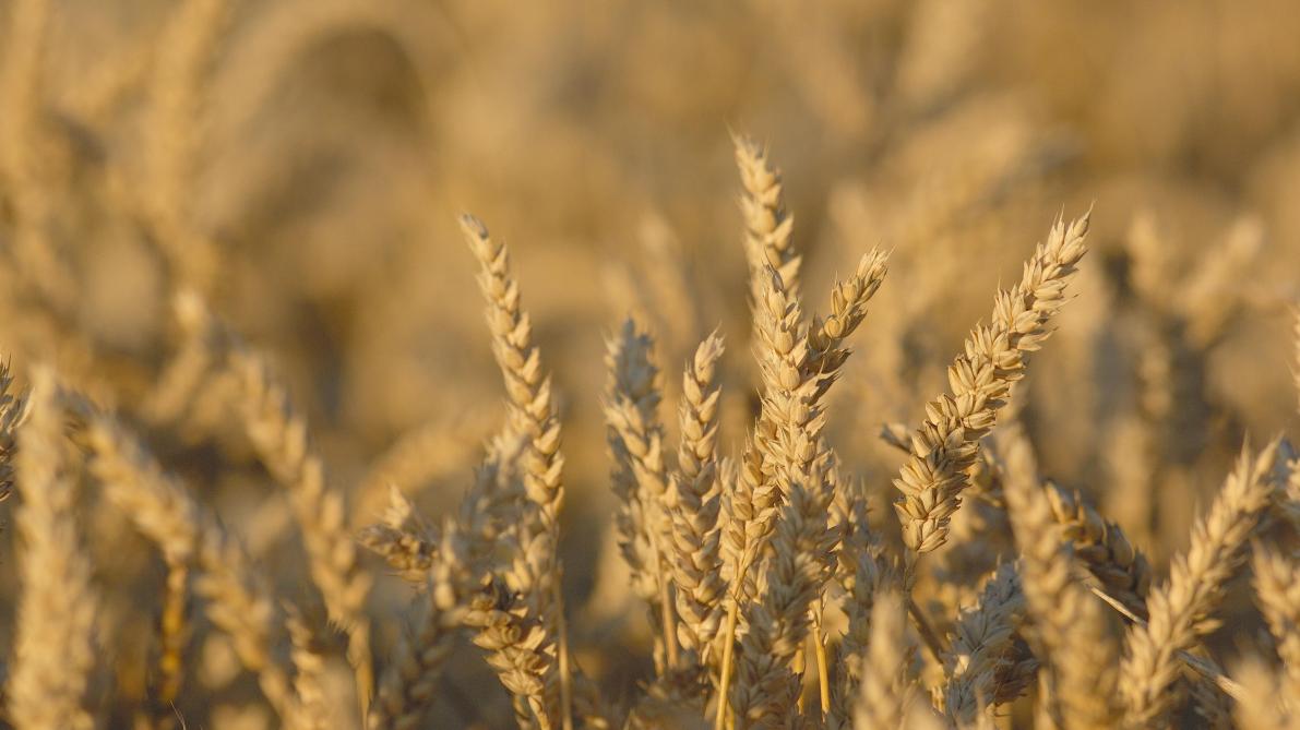 Après l’embargo indien sur les exportations, le prix du blé bat un record