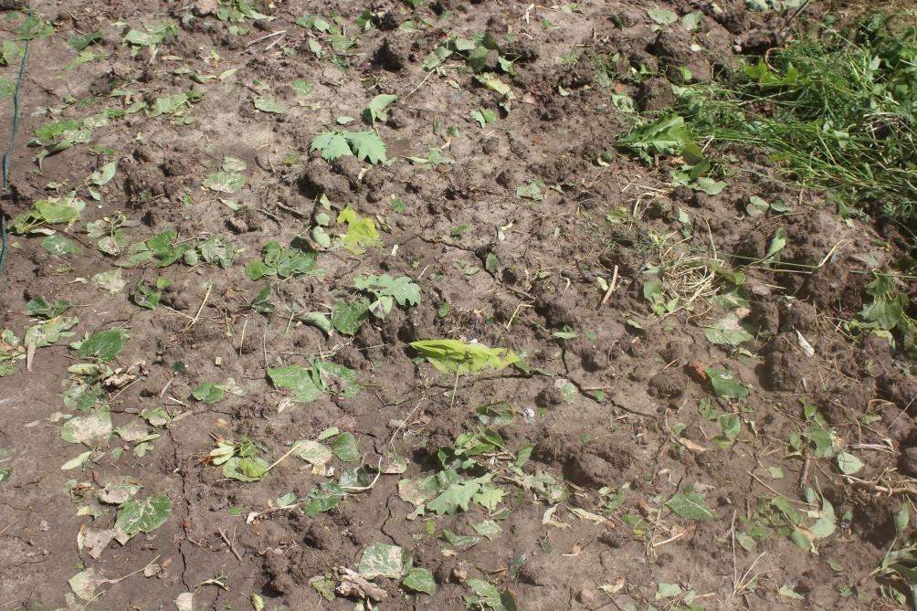 Quand le sol est à nouveau accessible, quand il est ressuyé, il faudra renouveler les semis et les plantations. Les matières végétales tombées au sol peuvent être ramassés ou laissés pour se décomposer sur place.