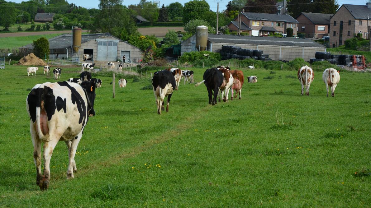Contrairement à ce qui est observé dans la filière viandeuse, le nombre de vache laitière bio progresse une nouvelle fois,  bien que très légèrement (+1,5 % en 2021 contre + 10 % en 2020).