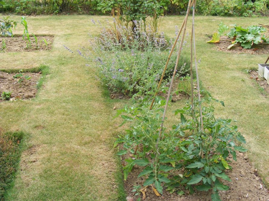 De petits carrés consacrés à la production de légume incorporés dans l'espace de la pelouse donnent un superbe effet décoratif et permet un accès facile à chaque pied de légume. Les bordures seront redressées une ou deux fois par an.