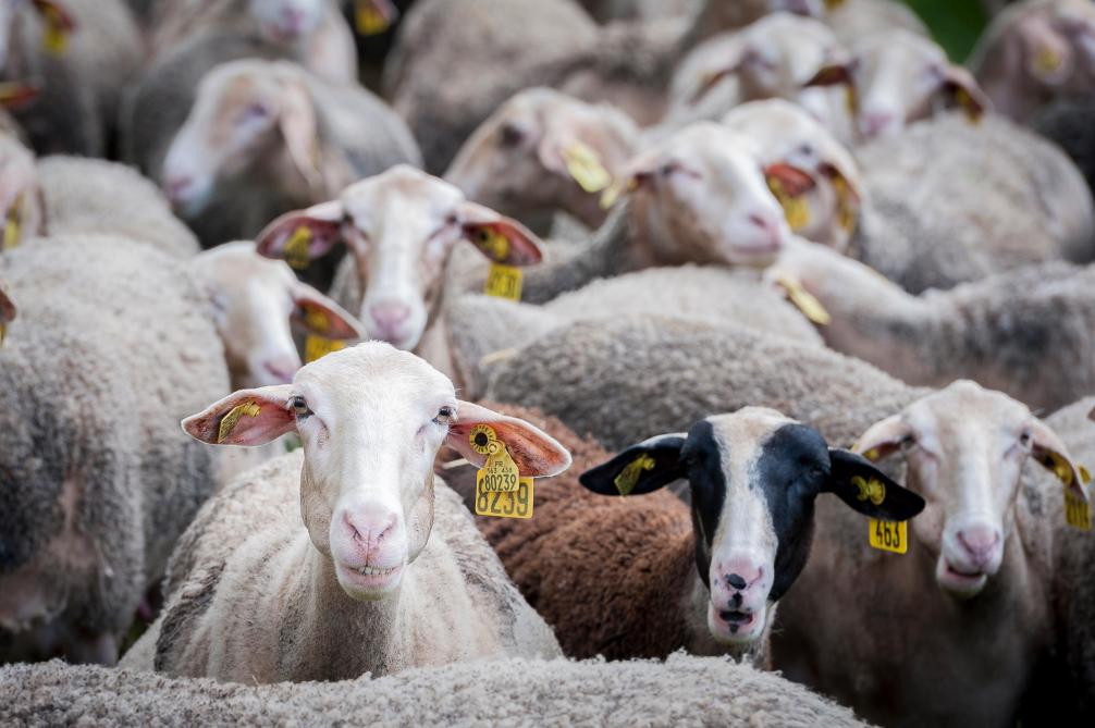 Des solutions pour maîtriser son coût alimentaire en élevage ovin laitier