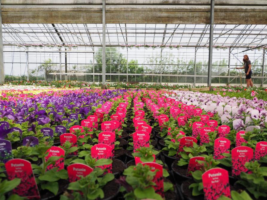 «Au printemps, nous cultivons environ 400.000 plantes, 50.000 chrysanthèmes pour la Toussaint et environ 20.000 plantes bisannuelles.