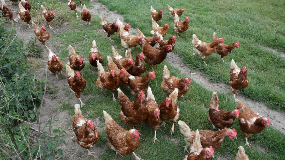 La grippe aviaire a donné du fil à retordre à l’Afsca l’année dernière. Celle-ci appelle d’ailleurs les particuliers et professionnels à la vigilance tant sa présence est de plus en plus fréquente.