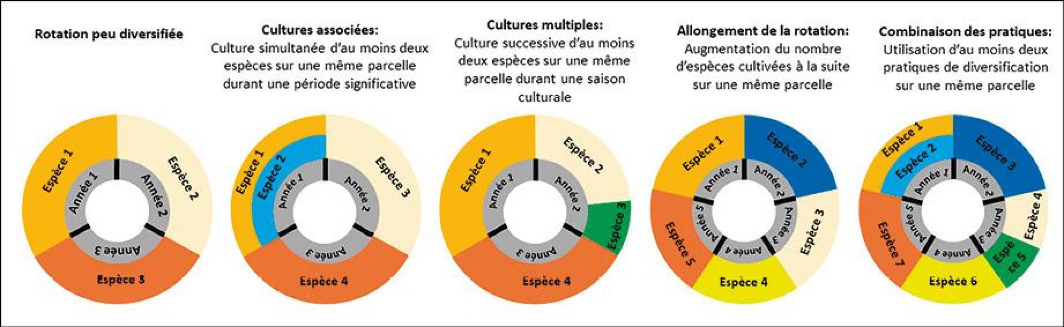 Figure 1: différentes stratégies de diversification des cultures (Cra-w).