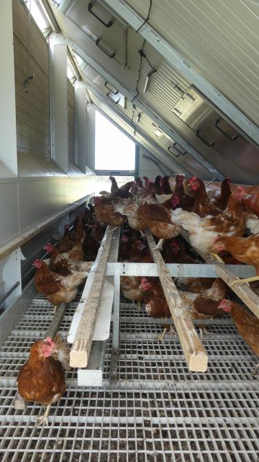 L’organisation de producteurs permettra à ses aviculteurs de booster la consommation d’œufs de pâturage et faire rayonner une image forte du secteur.