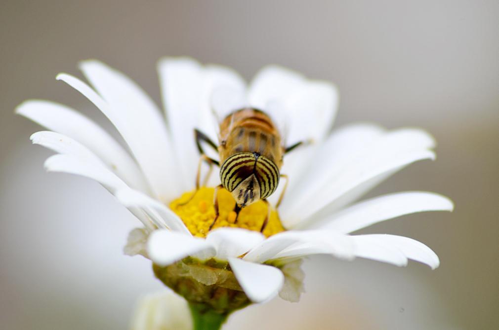 L’Efsa a reçu un mandat pour réviser l’ensemble du guide apicole de 2013, entre autre sur la collecte de données sur la mortalité des abeilles, la révision des exigences relatives aux études de terrain, la révision de l’attractivité des cultures pour le pollen.