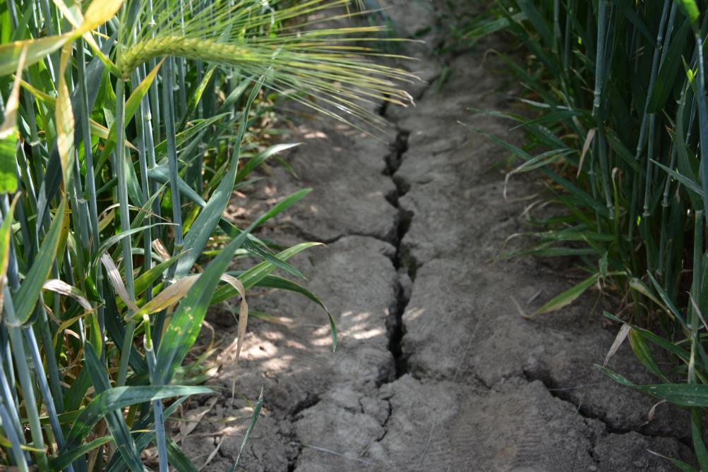 «Encore trop tôt pour déterminer si la sécheresse sera reconnue comme calamité»