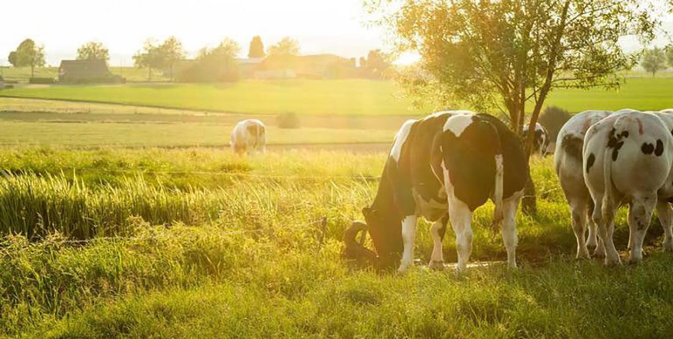 Projet Blanc bleu vert: une stratégie alimentaire pour réduire l’empreinte globale de la production de viande bovine