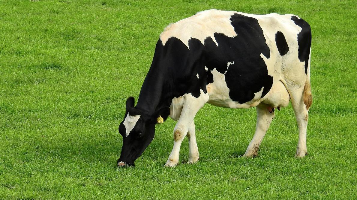 Nederland: Eerste gesprek tussen boeren en overheid over stikstofreductie