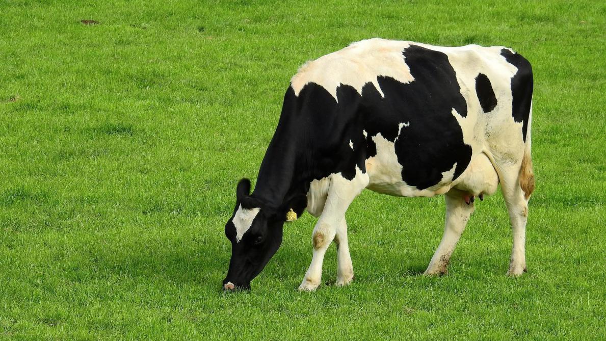 Deux vaches mortes de déshydratation à cause d’un acte de malveillance à Waterloo
