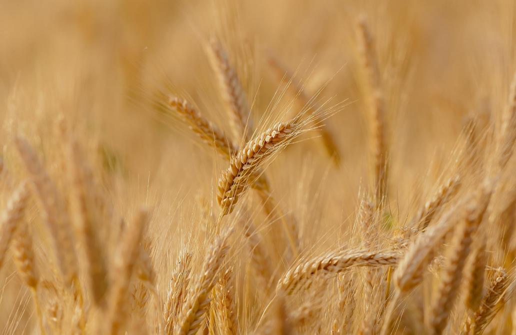 Le blé de la mer Noire est la «clé de l’équilibre du marché»