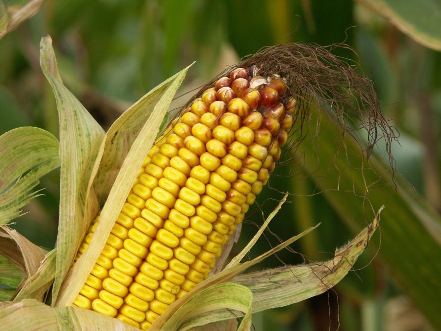 Pour une modernisation de la législation OGM