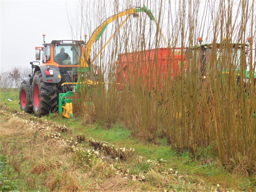 Les saules peuvent être récoltés en vue d’assurer une production de biomasse.