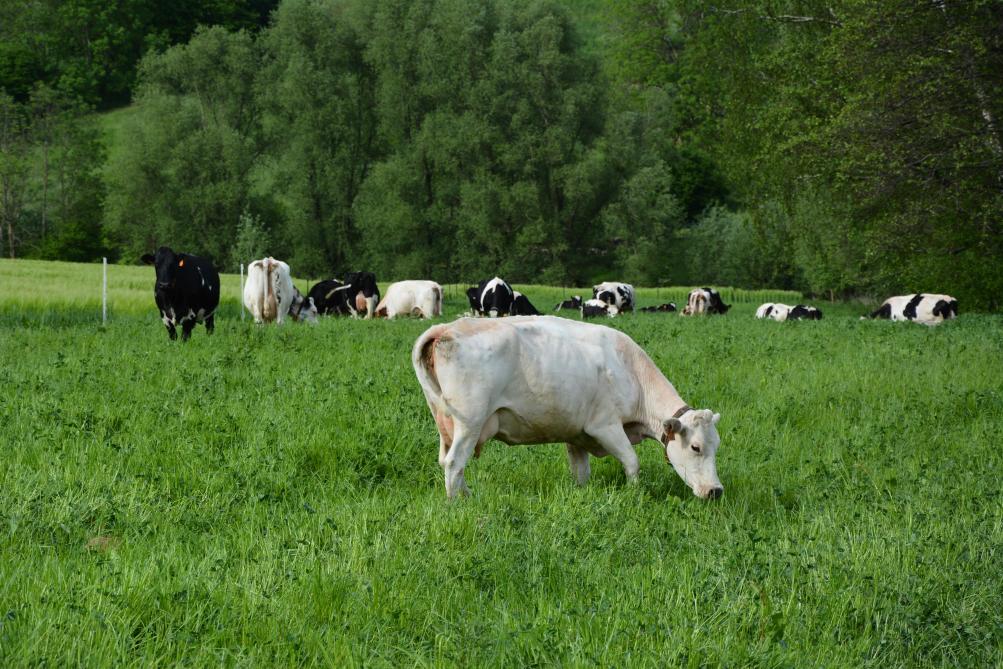 Le lait bio a la cote en Wallonie