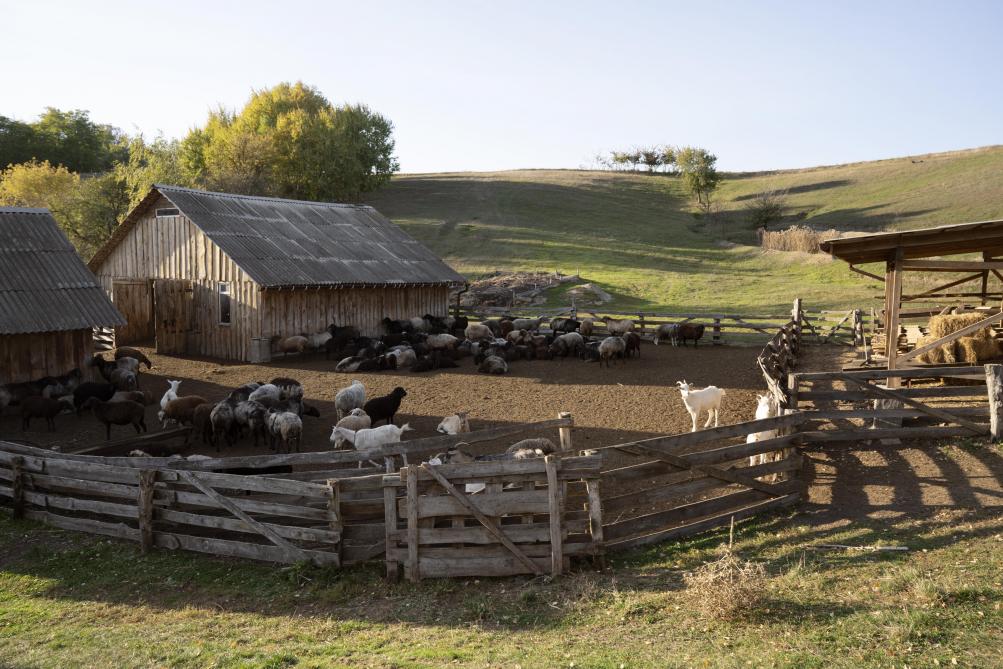 rural-life-concept-with-farm-animals