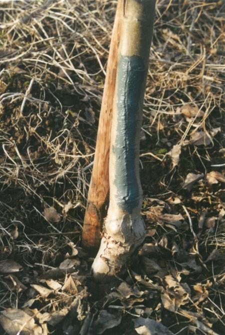Les gélivures peuvent être colonisées par des champignons responsables de la formation  de chancres. Les dégâts qui sont survenus durant l’hiver peuvent être réparés  en posant une série d’agrafes, puis un badigeon ou un baume cicatrisant.