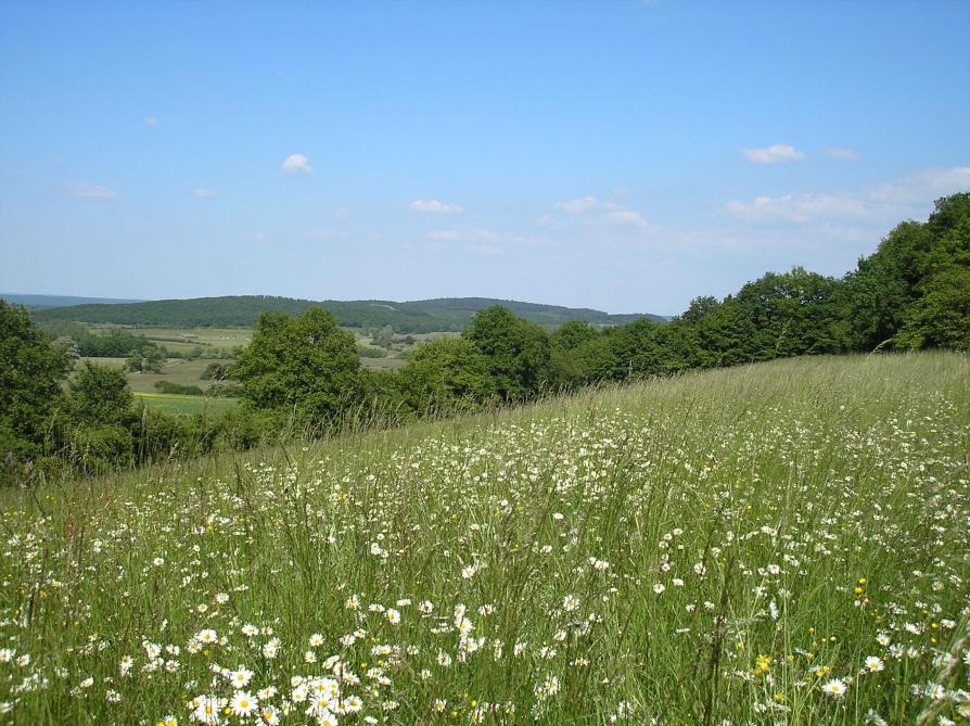 Les prairies extensives fleuries sont maintenues dans le programme MAEC en 2023.  7% des prairies permanentes sont sous contrat « prairie naturelle » ou « prairie  de haute valeur biologique ». La moitié du chemin est faite pour la biodiversité  agricole des prairies grâce à ces contrats.