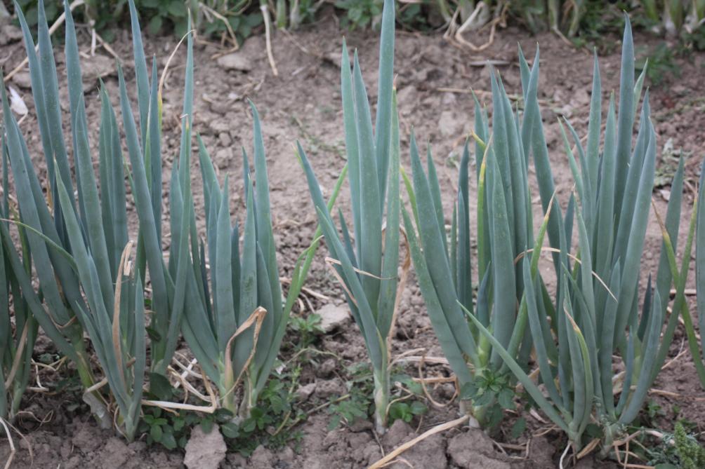 Des plantes bien aérées et une bonne structure de sol favorisent un bon développement sain. Les irrigation sont nécessaires pour éviter la chlorose et la nécrose des bouts de feuilles.
