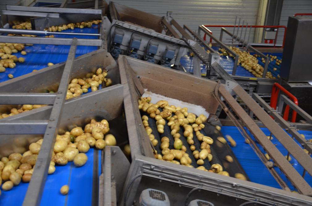 L’industrie de la transformation reste prudente dans ses achats vu les incertitudes multiples et les coûts en forte hausse dans toute la chaîne, mais il apparaît déjà clairement qu’elle aura besoin de toutes les pommes de terre fritables disponibles dans la zone NEPG-4.