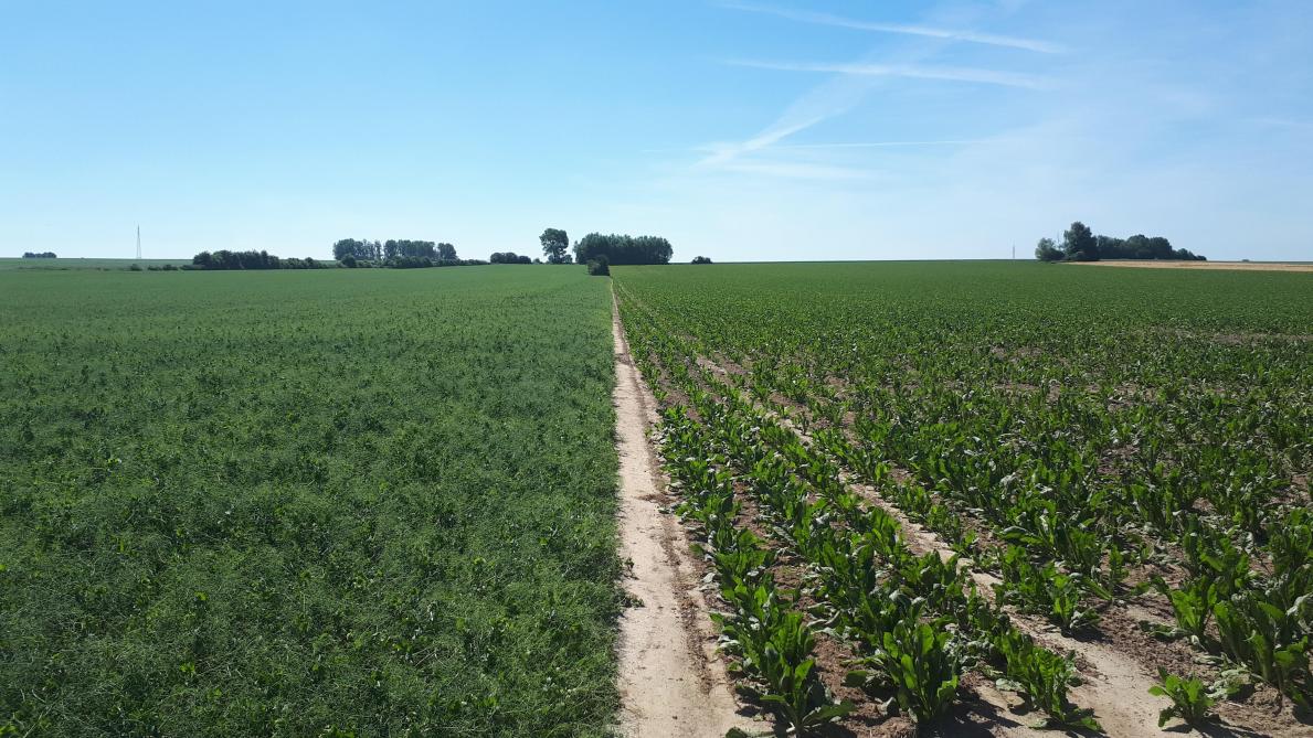 Cosucra est à la recherche de matières premières locales en vue d’accroître sa production. Les agriculteurs tentés par la culture du pois jaune doivent y voir une opportunité.