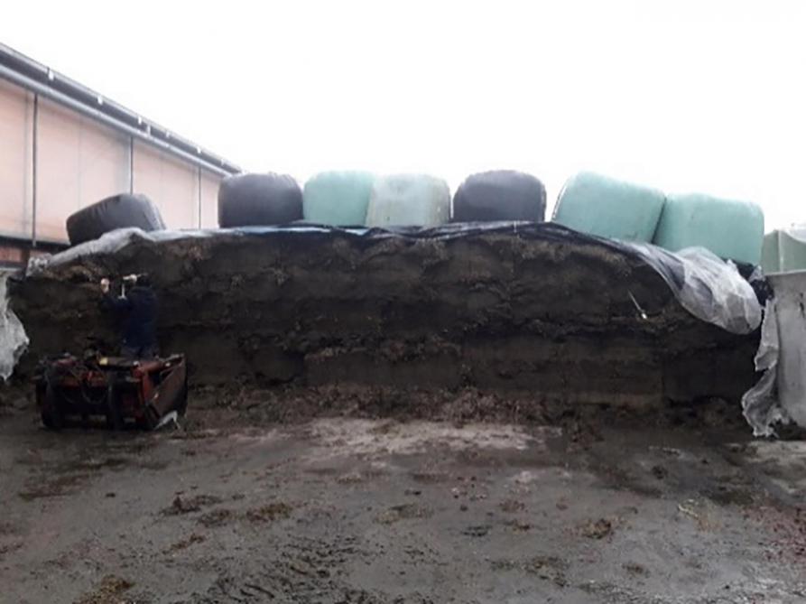 Les bactéries homofermentaires n’étaient pas les plus adaptées pour cet ensilage.