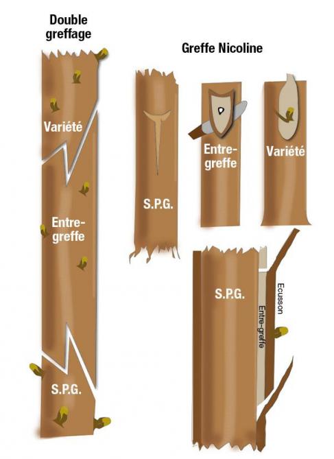 Schémas de greffe Nicoline et double greffe.