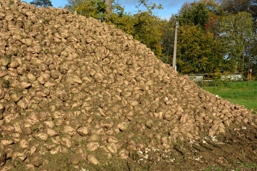 1.000 agriculteurs ont abandonné la betterave sucrière depuis 2017 ...