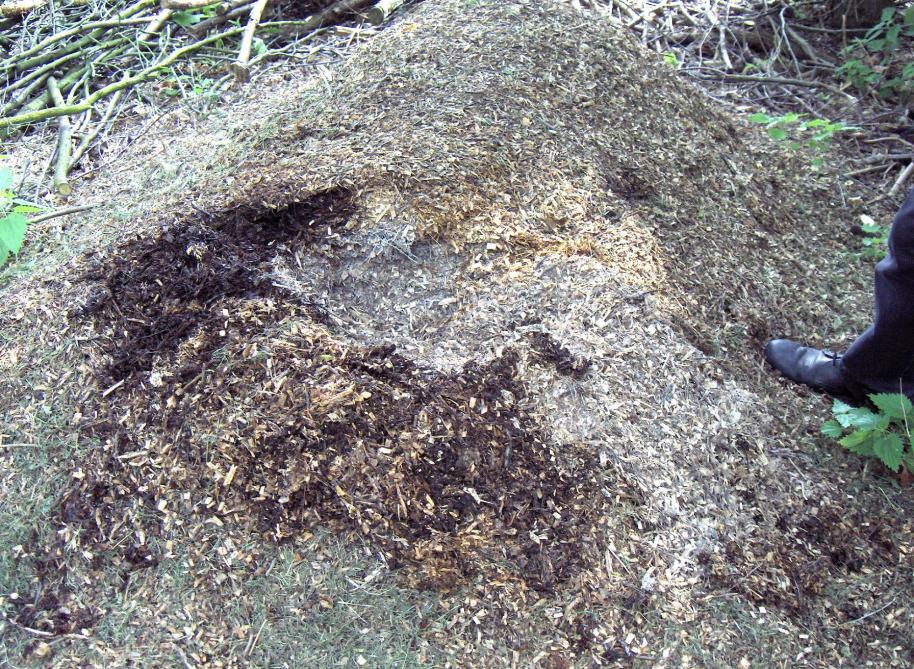 Le broyat de branchettes seul protége le sol des effets de la pluie. Il peut rester tout l