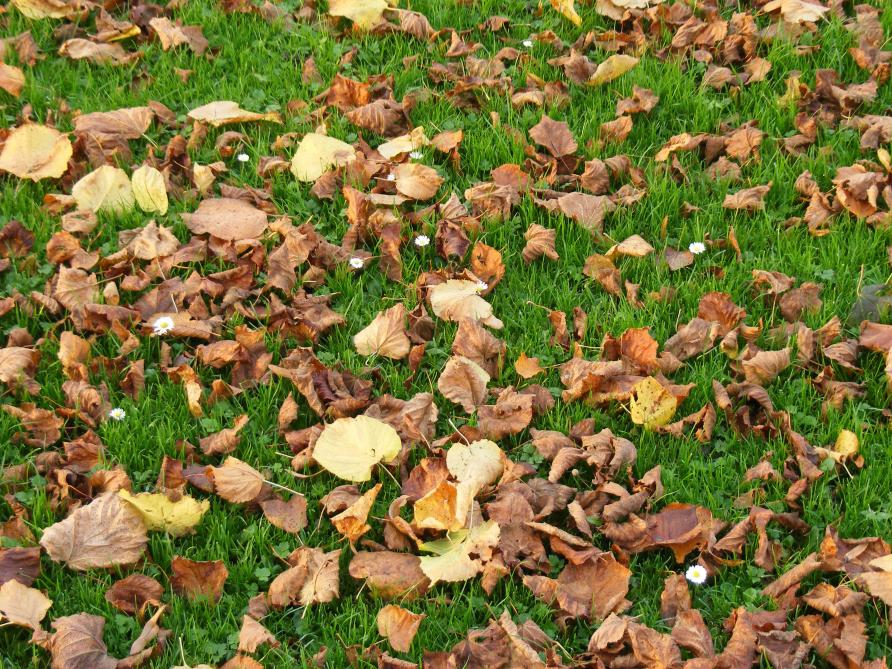 Les feuilles tombées fraîchement peuvent servir de paillage pour le potager. Un séjour de quelques jour  en compostage limitera les risques d