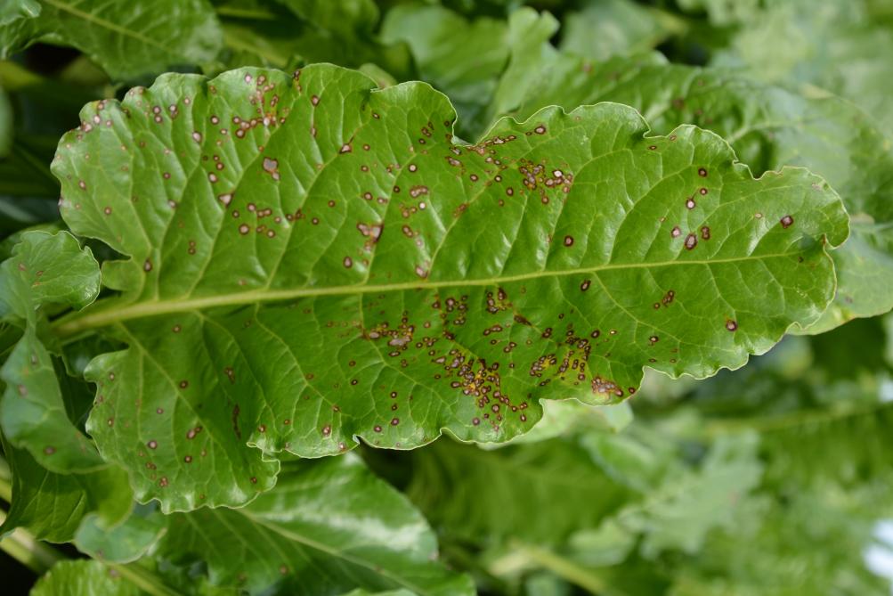 La cercosporiose est certainement la maladie foliaire la plus dommageable. Choisir  une variété plus tolérante est important pour maintenir un feuillage sain plus longtemps.