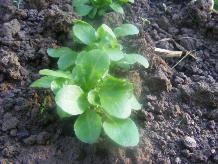 Des rosettes compactes de feuilles de couleur vert vif et sans jaunissement  à la base seront récoltées avec le moins de besoin de main-d