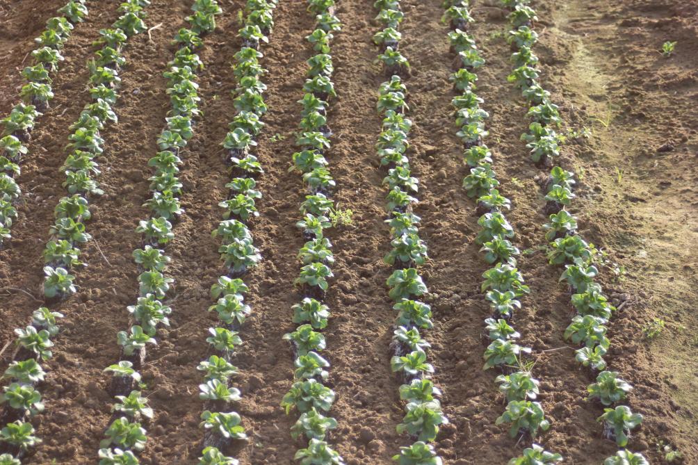 La croissance est rapide. Les arrosages répétés permettent de maintenir de la fraîcheur  dans les 15 premiers centimètre de sol sans risquer d