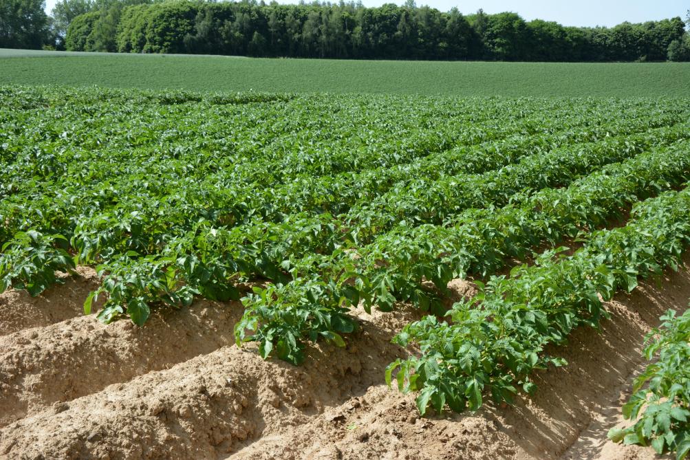 L’ensemble des produits de l’exploitation wallonne moyenne s’affiche en hausse,  essentiellement en raison de la bonne santé économique  qu’affichent les cultures commerçables.