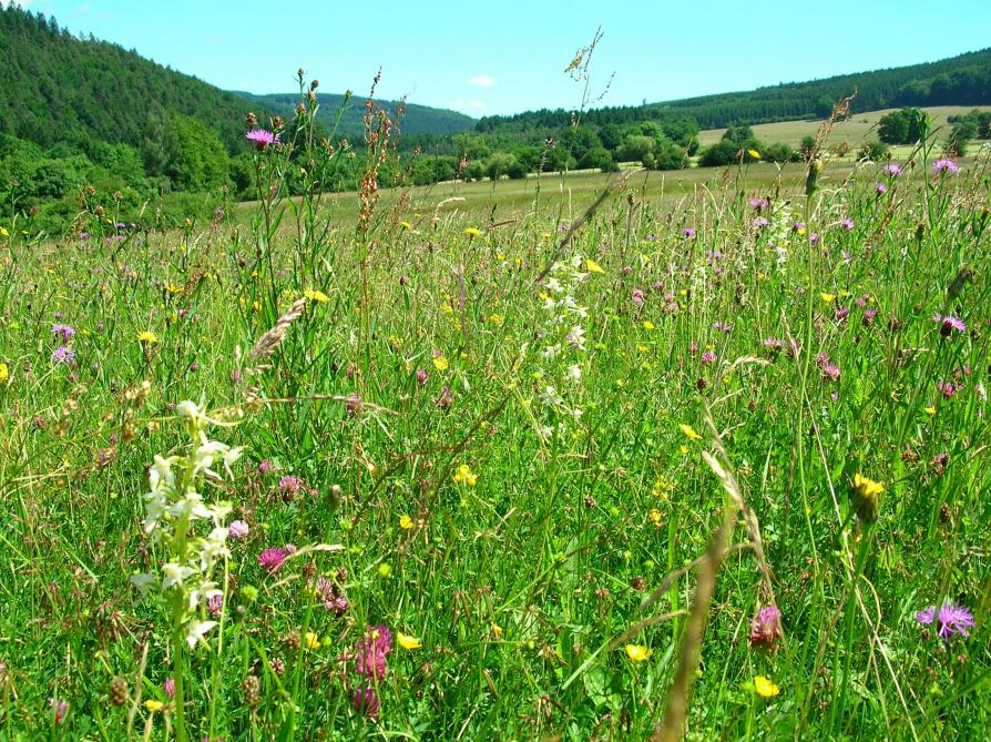 Les prés peu fertilisés qui ne sont pas fauchés avant l’été sont souvent fleuris. Ce sont des éléments essentiels de la biodiversité agricole. Ils abritent et nourrissent quantités d’insectes, d’oiseaux et d’autres espèces animales. Leur conservation comme celui de toutes les prairies permanentes est aussi crucial dans la maîtrise des émissions agricoles de gaz à effet de serre alors qu’elles doivent être réduites de 80 à 95% pour 2050 par rapport à 1990.
