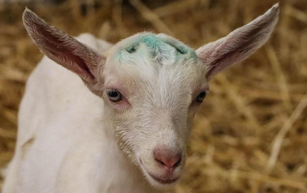 L’ébourgeonnage des chevrettes et des boucs limite ces risques, facilite l’accès à l’alimentation et sécurise le travail de l’éleveur.