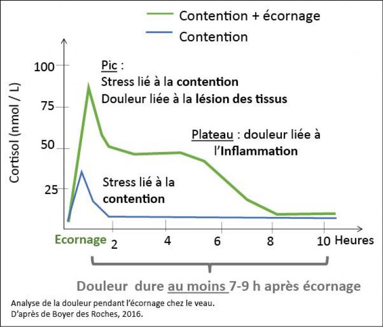 Graph. 1: analyse de la douleur durant l’écornage chez le veau. D’après de Boyer des Roches, 2016.