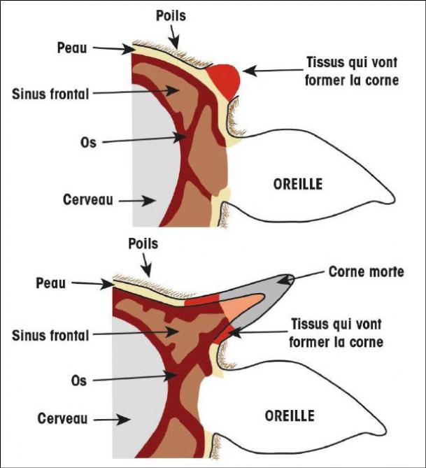 Fig. 1: développement de la corne chez le veau. RMT BEA