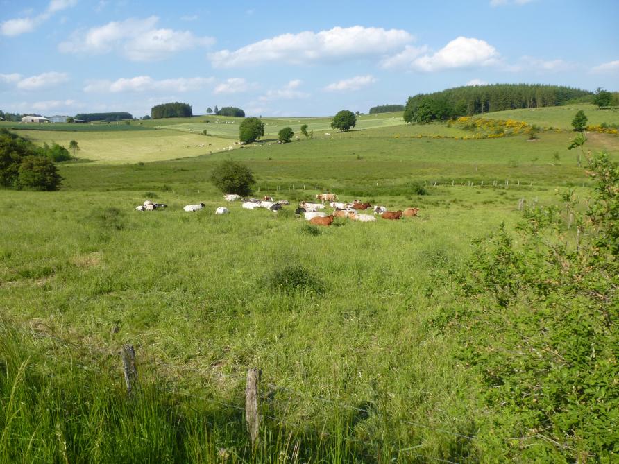 Les prairies permanentes qui le sont restées de longue date perdent, en moyenne, de la matière organique sous forme de CO 2  ces dernières années en Wallonie et contribuent donc au réchauffement du climat. L’effet de « puits » absorbant globalement du carbone  encore souvent mis en avant pour les prairies ne serait donc plus d’actualité.