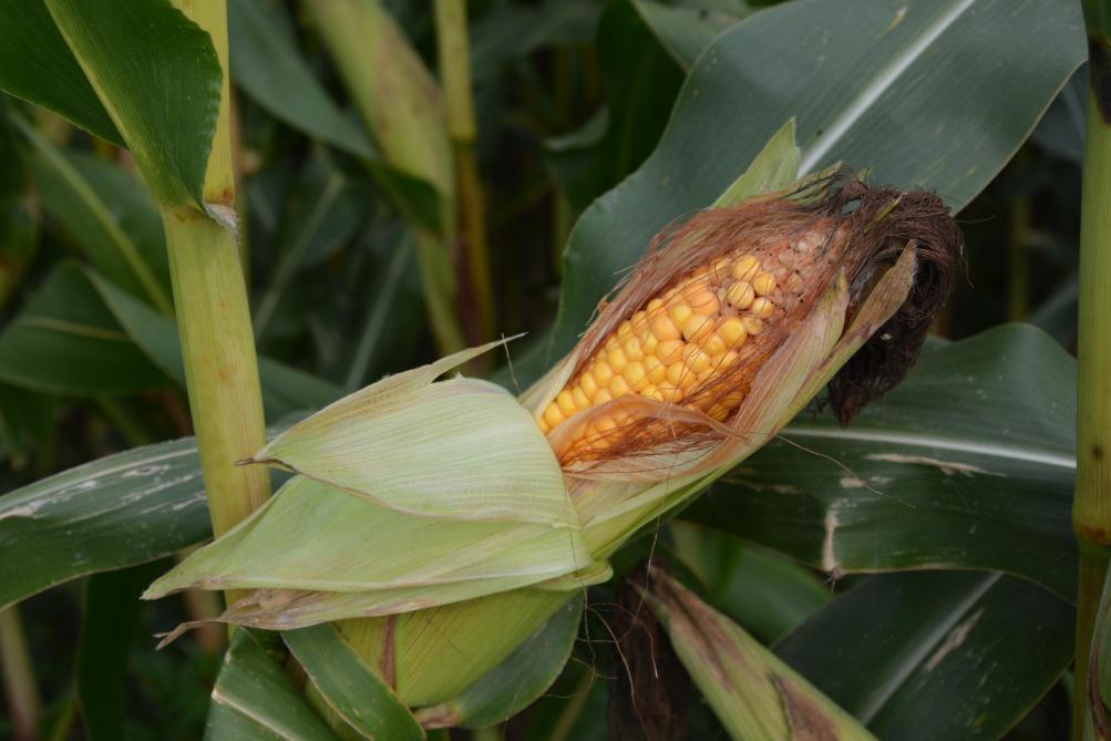 Que ce soit en maïs grain à sécher ou humide, on veillera à sélectionner des variétés  régulières d’une année sur l’autre. Une bonne régularité de rendement malgré  des conditions climatiques très différentes est une caractéristique importante.