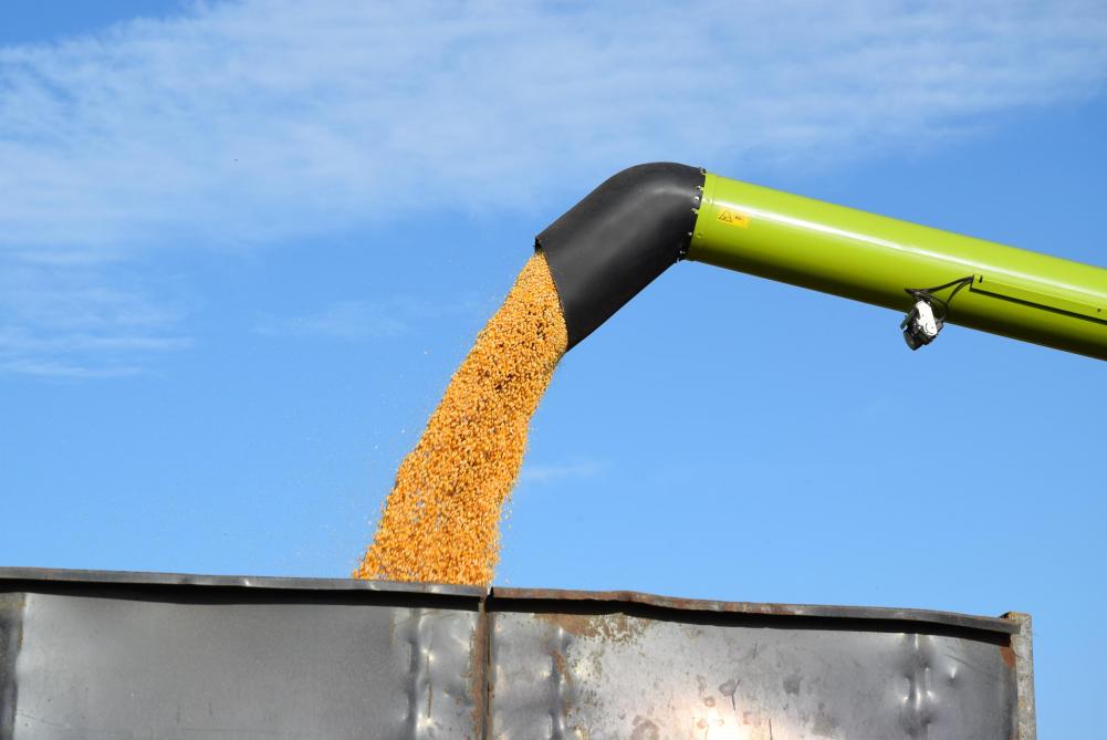 Un bon rendement combiné  à une faible teneur en humidité  du grain est prioritaire.