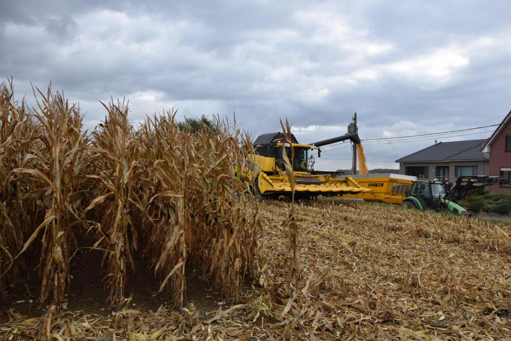 Sur ces dix dernières années, les essais variétaux montrent que le rendement moyen apporté par l’amélioration génétique a progressé de quelque 200 kg de grain sec par ha. Il n’est  donc pas surprenant que plus de la moitié du top 10 se compose de nouvelles variétés.