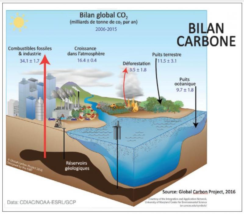 Bilan schématique du cycle du carbone.