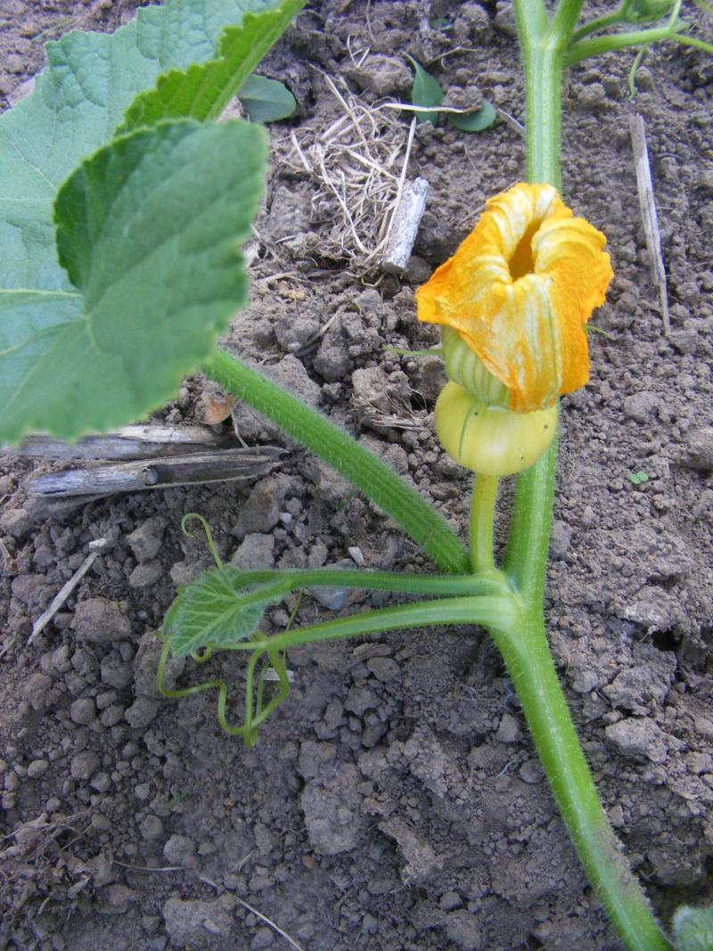 Les fleurs femelles de courges doivent être fécondées pour donner un fruit. Les insectes jouent un rôle essentiel dans le transport de pollen des fleurs mâles jusqu'aux fleurs femelles.