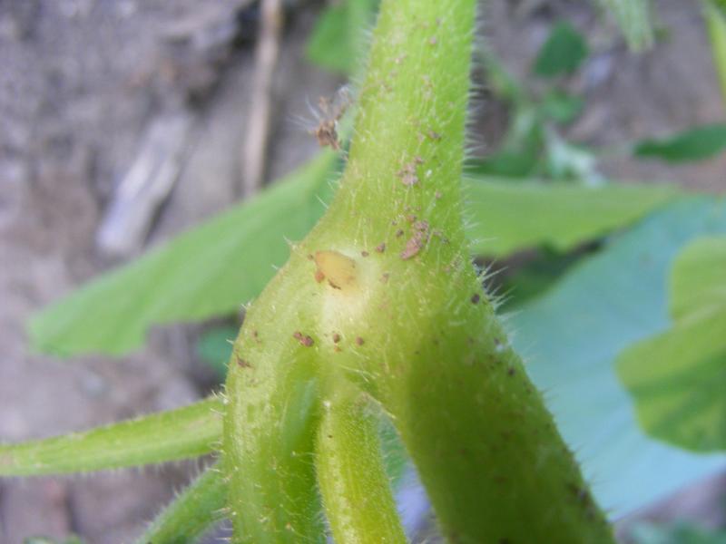 Aux nœuds des tiges des variétés coureuses se forment des racines adventives (ici, une ébauche de racine) qui renforcent l'alimentation de la plante en eau et sels minéraux.