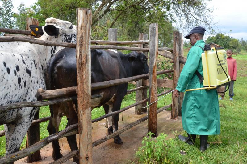 L’amélioration des conditions de vie des agro-éleveurs passe aussi par un meilleur suivi sanitaire de leurs animaux car la production laitière leur est vitale. Au Niger, comme au Rwanda (prévention contre les tiques),  VSF Belgique soutient l’installation de services vétérinaires privés  en pleine campagne auprès des éleveurs, parfois très isolés.