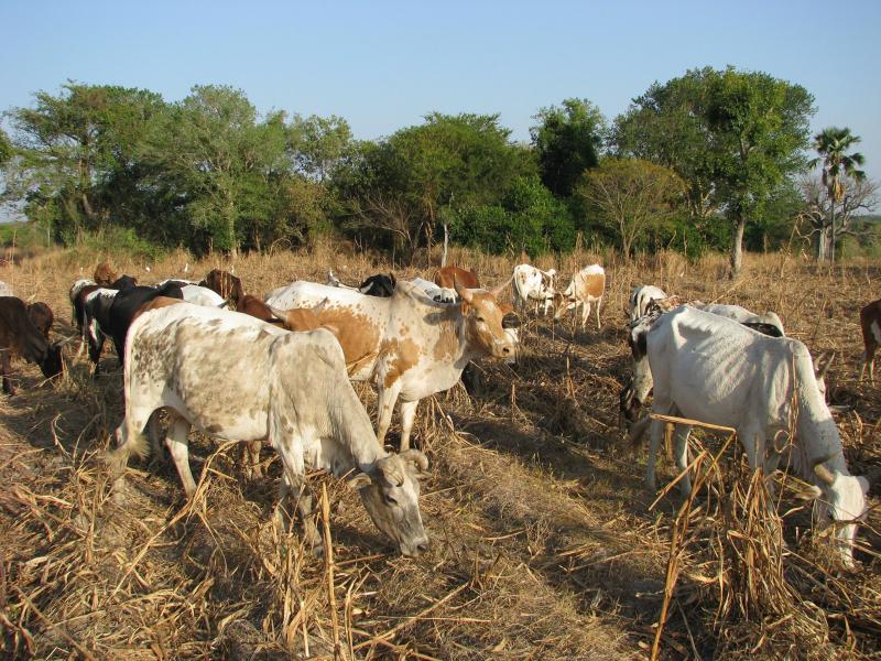 En zone sahélienne, les éleveurs sont confrontés à des défis immmenses que le réchauffement climatique amplifie encore. La sécheresse, la carence en eau, en fourrages et en soins vétérinaires accentuent la mortalité des  animaux dont la productivité est déjà très faible. Avec des conséquences dramatiques pour les populations,  souvent peu soutenues par les pouvoirs publics locaux.