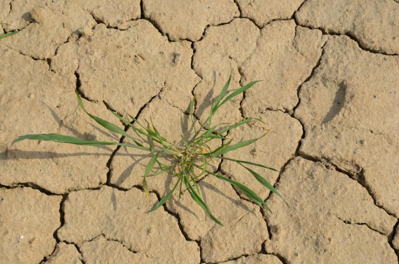 Pour la Wallonie, le changement climatique nous projette vers davantage d’épisodes de pluies intenses en hiver et des canicules estivales  plus fréquentes.