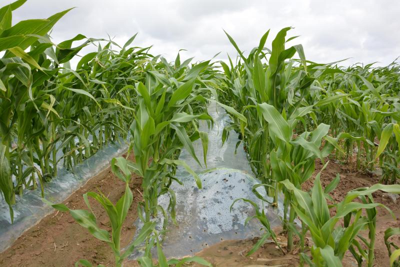 Le réchauffement climatique  n’est pas sans incidence sur  la croissance et le développement des espèces cultivées. Certains coups de pouce deviendront-ils  superflus?